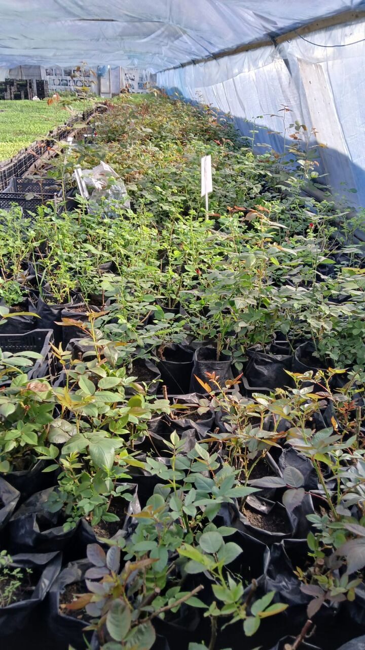 Изображение WhatsApp 2025-03-28 в 10.28.12_4df05525