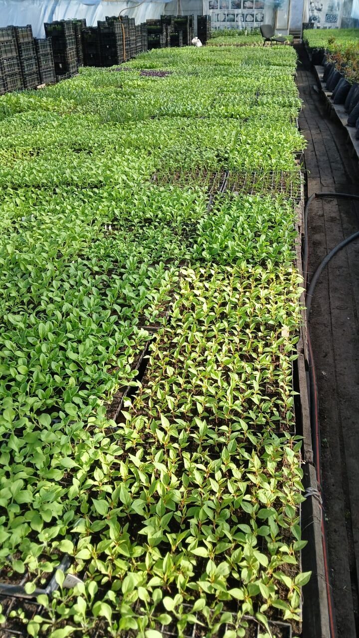 Изображение WhatsApp 2025-03-28 в 10.28.12_fecacc72